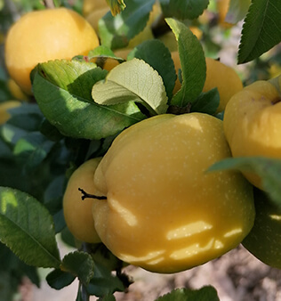 frutales